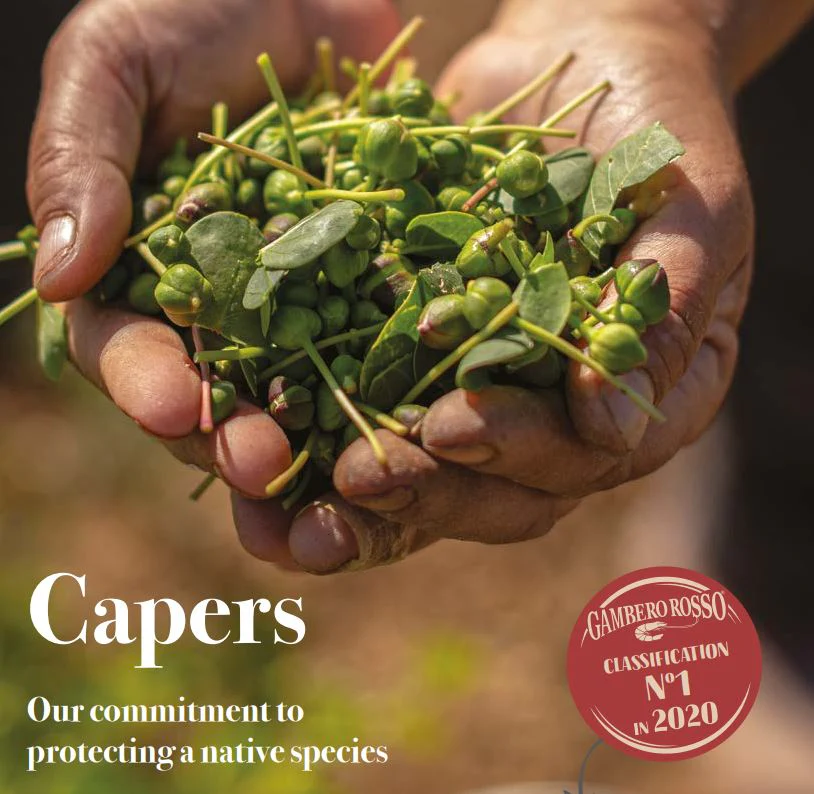 Caper Leaves - Image 2